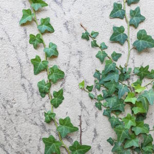 Ivy and Trailing