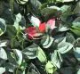 100cm x 100cm PE American Beech Hedge Cover