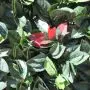 1m x1m PE American Beech Hedge Cover