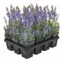 PP Lavender Tray - Purple (12 Pieces)