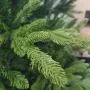 8ft (240cm) Marak Fir - 1578 Tips