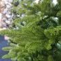 8ft (240cm) Marak Fir - 1578 Tips