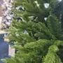8ft (240cm) Marak Fir - 1578 Tips