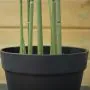4ft (120cm) Artificial Palm Paradise Tree