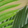 4ft (120cm) Artificial Palm Paradise Tree