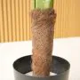 5ft (150cm) Artificial Palm Areca Tree