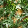 100cm x 200cm Green Acer Hedge Trellis