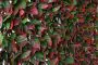 100cm x 200cm Red Variegated Beech Trellis