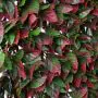 100 cm x 200 cm Red Variegated Beech Trellis