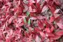 100cm x 200cm Red Acer Trellis