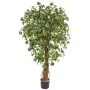 Ntt Ficus Liana Green 150cm