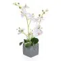 Phal Orchid White In Slate Pot