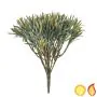 Plants Base Podocarpus in Green - 20cm