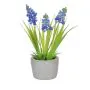 23cm (1ft) Hyacinth in Cement Pot - Blue