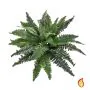 35cm x 70cm Boston Fern (Fire Resistant)
