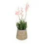Flowering aloes in beige pot (37cm)