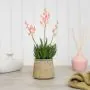 Flowering aloes in beige pot (37cm)