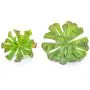 16cm x 12cm Succulent Green Plant