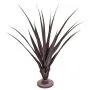 96cm Pandanus Burgundy