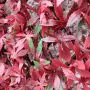 100cm x 200cm Red Acer Trellis