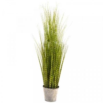 Zebra Grass Plant 90 cm