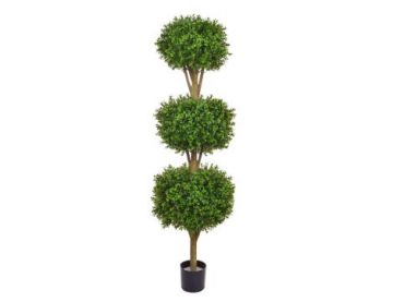 5ft (150cm) Topiary Buxus (Boxwood) Triple Ball Tree