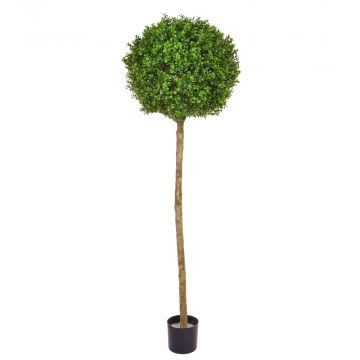150cm Topiary New Buxus Ball Tree