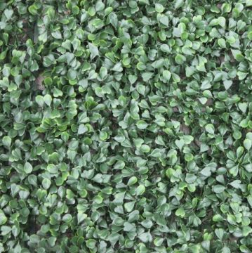 100cm x 100cm PE Buxus Wall Cover
