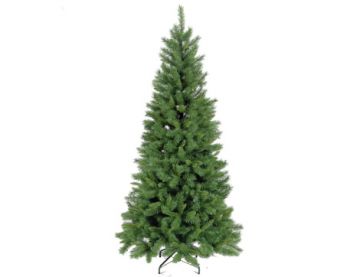 6ft (180cm) Green New Duchess Spruce