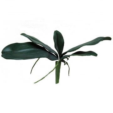 27.5cm Leaf Orchid Phalaenopsis – Green