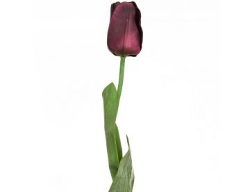 68cm Single Stem Tulip Elisa - Blackcurrant