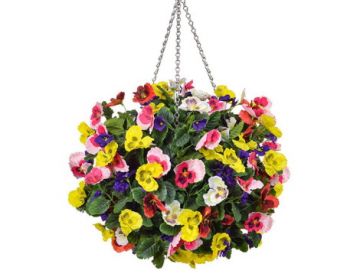 30cm Hanging Basket Pansy Medium Ball - Six Colours 