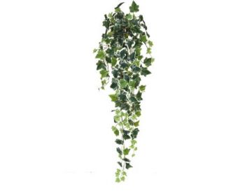 I & T English Ivy Bush Vari 100cm