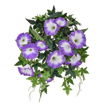 Plants Flowering Morn Glory Pur (50cm)