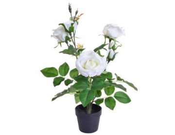 PP Rose White in Pot PI 45cm
