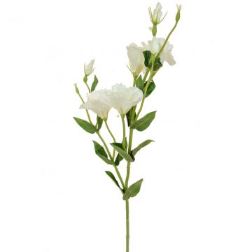 80cm (2.5ft) Eustoma - White