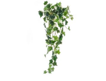 70cm English Ivy Bush - Variegated