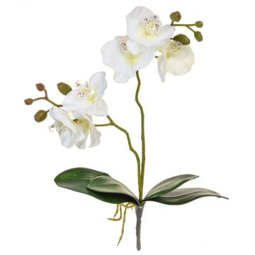 55cm (1.8ft) Orchid Phal - White