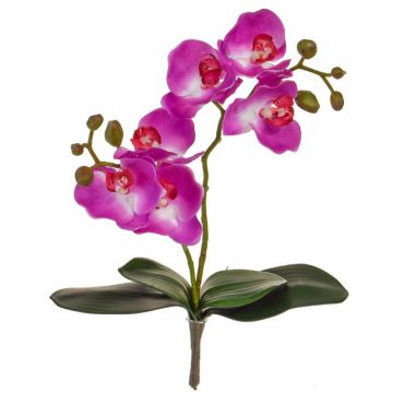 55cm (1.8ft) Orchid Phal - Purple