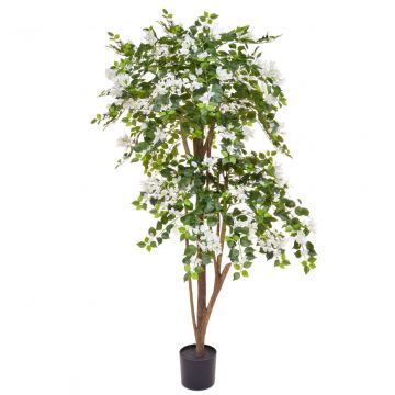180cm Flowering Bougainvillea - White (Natural Tree Trunk)