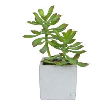20cm Succulent Green Plant in Pot