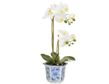 Phal In Blue/White China Pot Ya