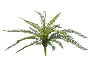 Plants Base Boston Fern 52cm