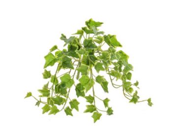 40cm Variegated Ivy Bush (UV Protected)