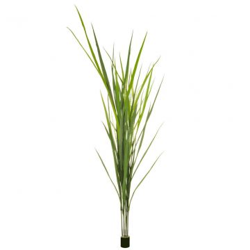 Grass Reed (180cm)
