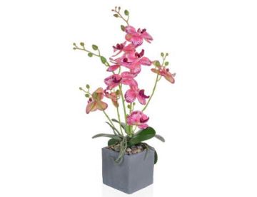 Phal Orchid Pink In Slate Pot