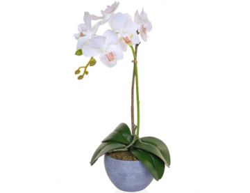 47cm Phal Orchid in Pot Single - White