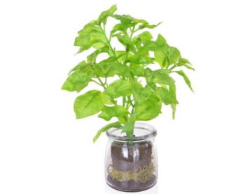 Green Basil In Vase