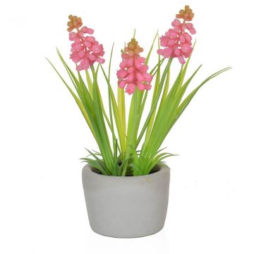 Hyacinth Pink In Cement Pot 