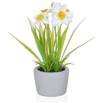 Daffodil White/Orange In Pot